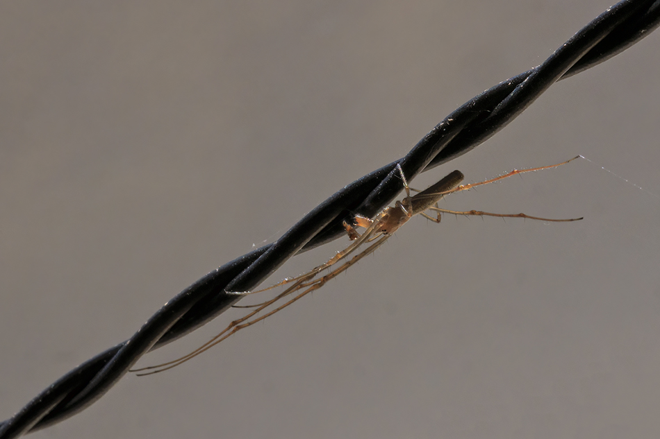 Tetragnata sp.?